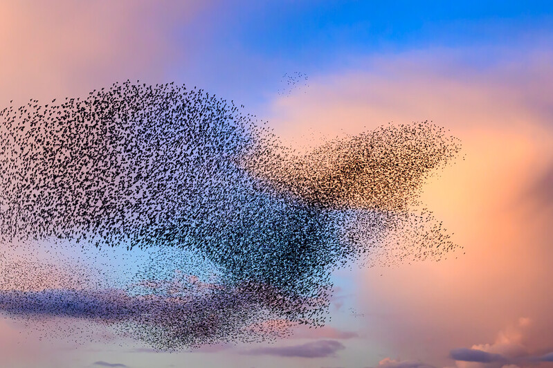 Vogelschwarm am Morgenhimmel